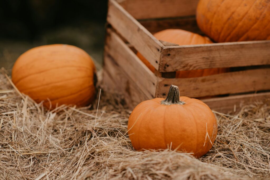 Pumpkin Patch